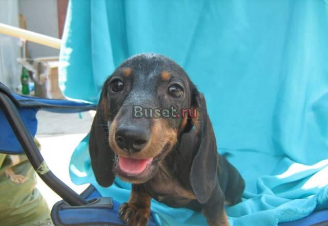 Щенки таксы Воронеж