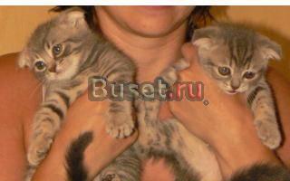 Шотландские вислоухие и прямоухие котята Новосибирск