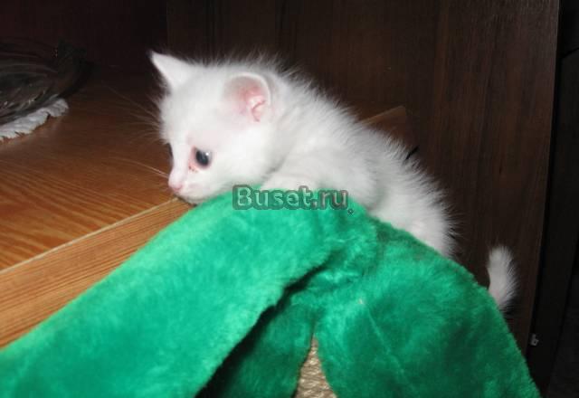 Отдам котят в хорошие руки Иркутск