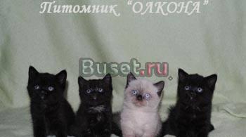 Красивейшие шотландские страйт котята-малыши Москва