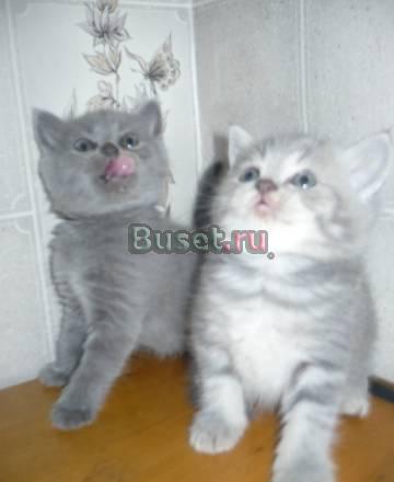 Милые шотландские котята. не дорого (документы) Москва