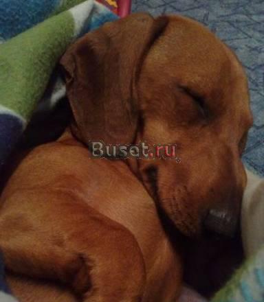Продаю щенка таксы дешево Москва