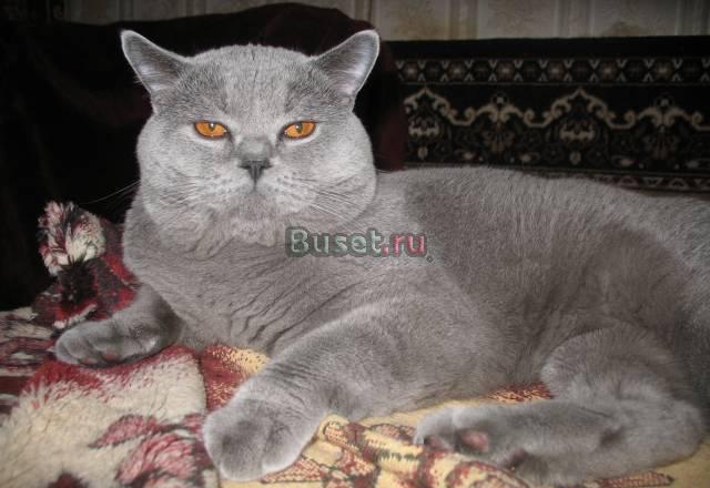 Британский кот для вязки Москва