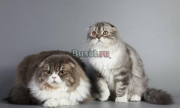 Хайленд-фолд и скоттиш-фолд котята Санкт-Петербург