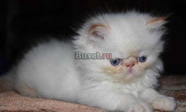 Котята Краснодар