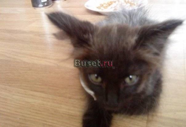 Отдам котеночка в добрые,заботливые руки Москва