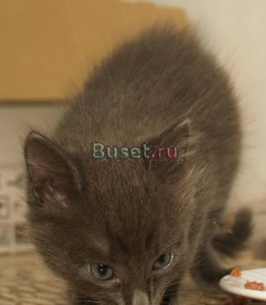 Котенок мальчик Тимоша, 1,5 месяца в дар, в добрые Москва