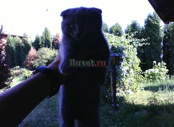 Шотландские котята Домодедово