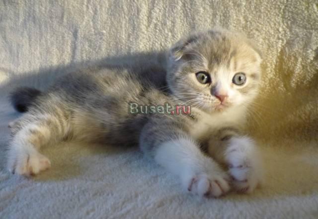 Шотландский вислоухий котик Санкт-Петербург
