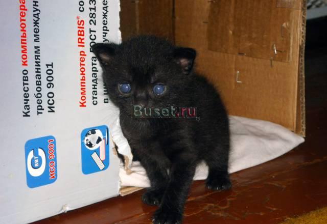 Котята наполнят ваш дом уютом Санкт-Петербург