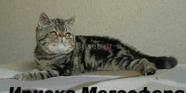 Экзотическая плюшевая кошечка мраморного окраса Москва