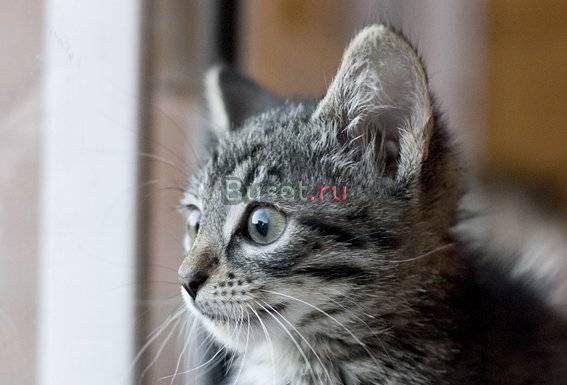 В дар - чудесные полосатые матрасики) Москва