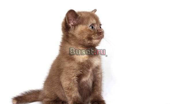 Британская кошечка редкого окраса Санкт-Петербург