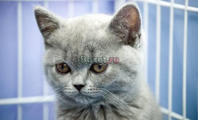 Британские котята Москва