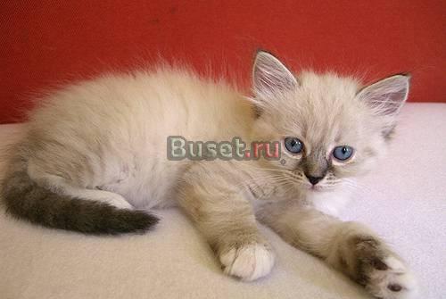 Отдам котенка (кошка) красивой расцветки за 100 ру Москва