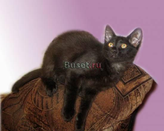 Котёнок з мес. в добрые руки Москва