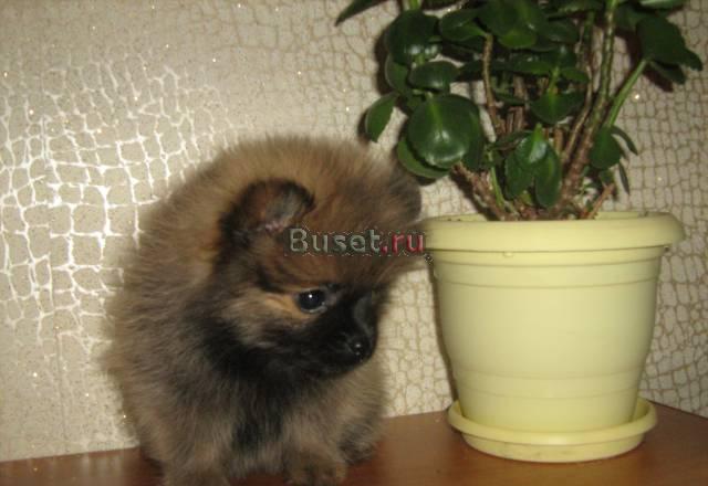 Шпицы девочки Омск