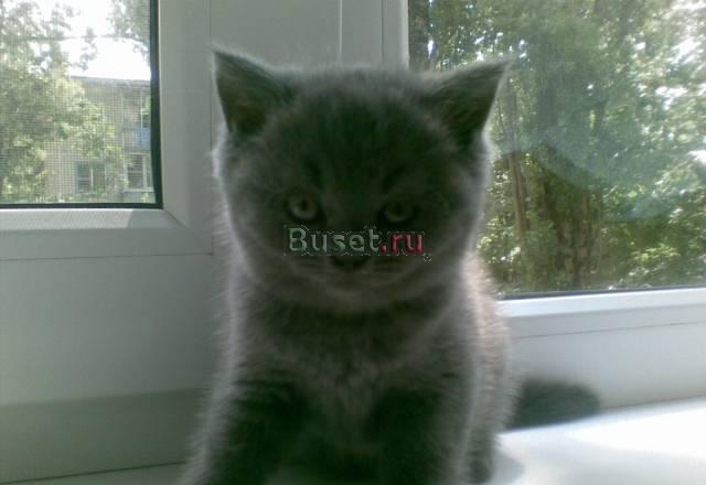 Продам британских котят Краснодар