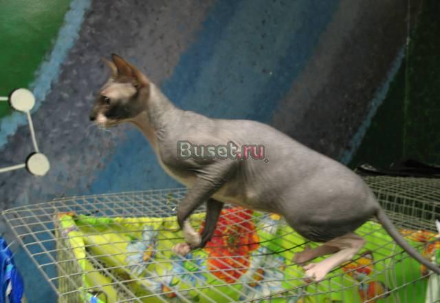 Донской сфинкс мальчик Орел