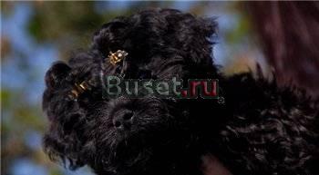 Русская Цветная Болонка Москва