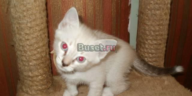Отдам очаровательную кошечку в хорошие руки Екатеринбург