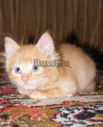 Котёнок, мальчик, 1 мес Нижний Новгород