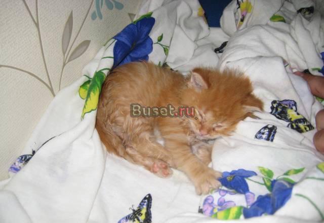 Отдам котенка в добрые руки Ногинск