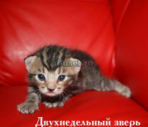 Славные котята американской короткошёрстной Санкт-Петербург
