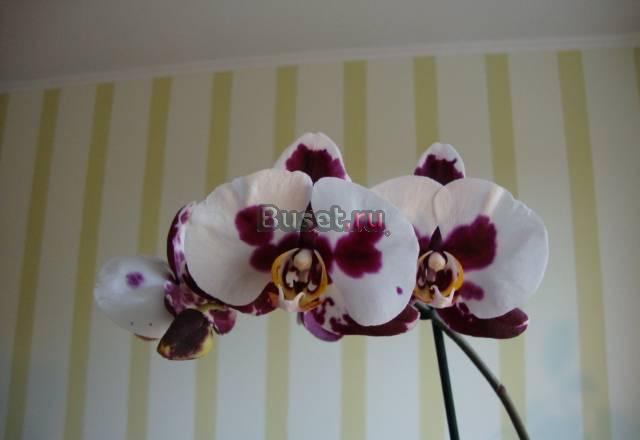 Phalaenopsis Elegant Polka Dots Москва