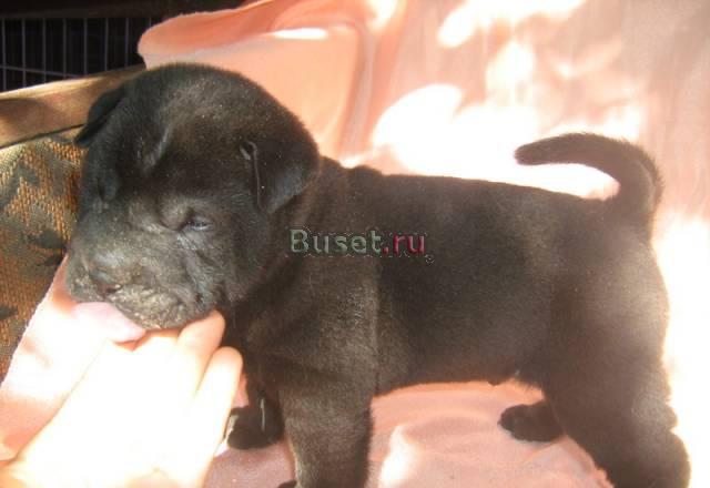 Щенок шар-пея Ростов-на-Дону