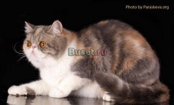 Экзотическая короткошёрстная кошечка Санкт-Петербург