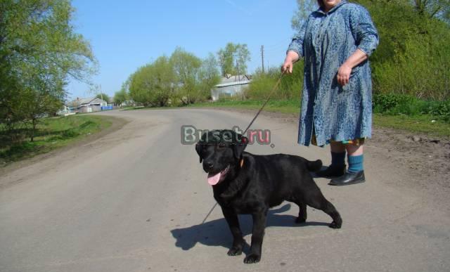 Лабрадор щенки 10 000руб Москва