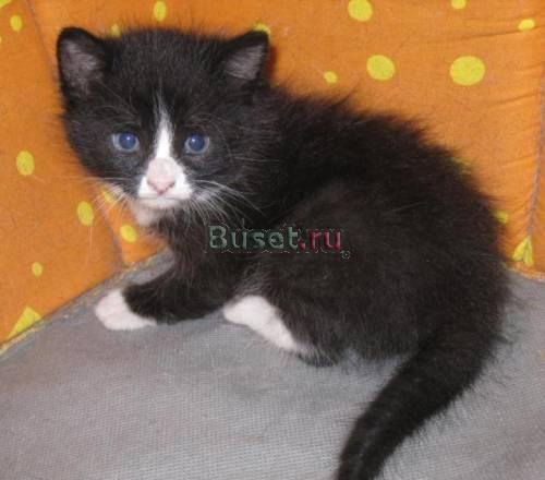 1 мес. котёнок , " маркиза"  в белых носочках в да Москва