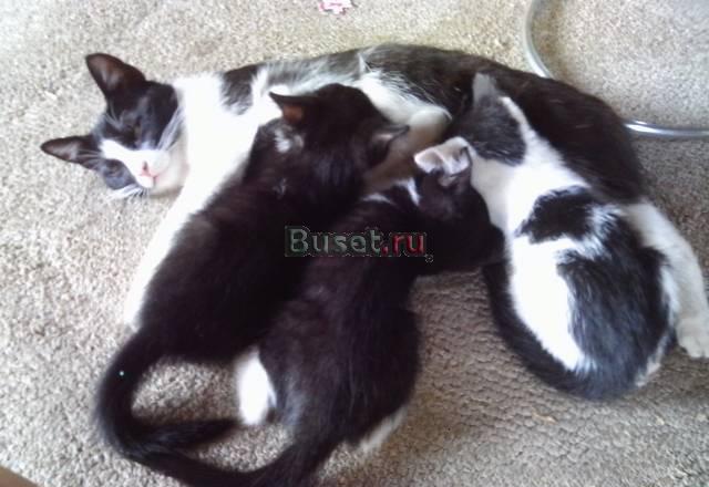 Отдам котёнка в хорошие руки Санкт-Петербург