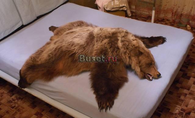 Шкура медведя Москва