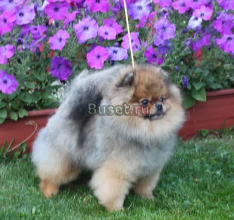 Питомник померанских шпицев Royal Poms Москва