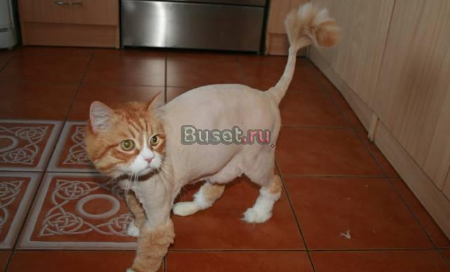 Стрижка собак и кошек Санкт-Петербург