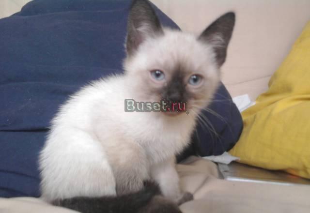 Продаю котят тайской породы Краснодар