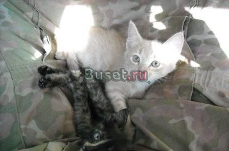 Озорные котята в добрые руки Саратов