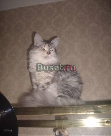 Молоденькая пушистая кошечка Королев