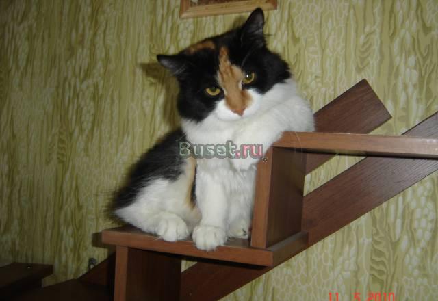 Продаю  курильского  бобтейло 7 мес девочка Москва