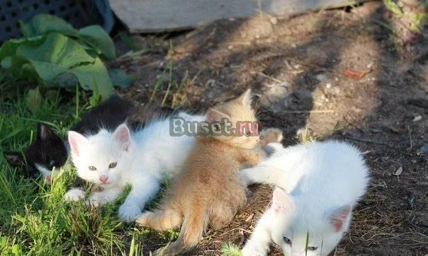 Котята белый, рыжий, черный с белым. может это ваш Санкт-Петербург