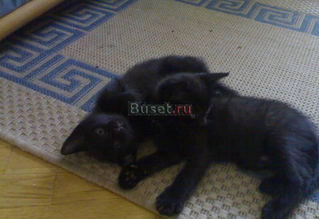 Черные котята Санкт-Петербург