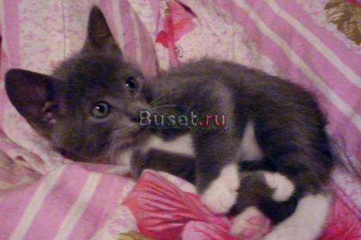 Британские котята Санкт-Петербург