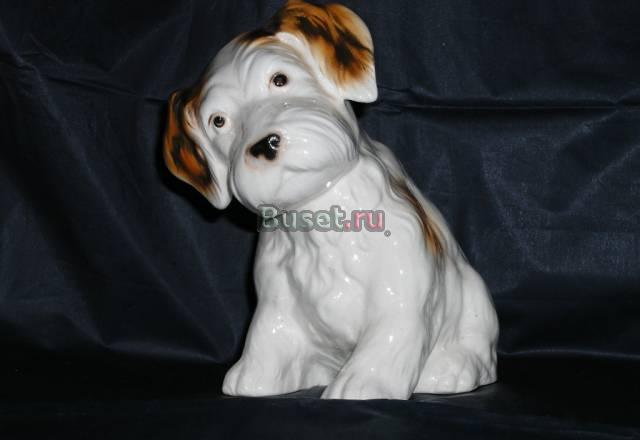 Собака, щенок, Германия Москва