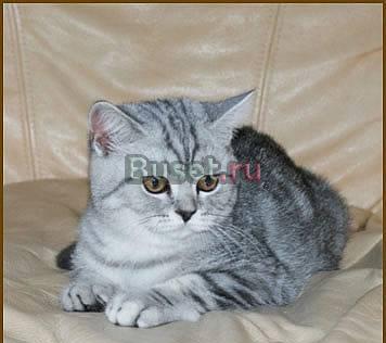 Британские Котята Вискасных окрасов (мрамор и пятн Санкт-Петербург