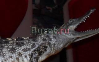 Сувенир Королев