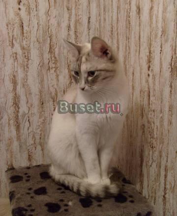 Отдаю тайскую кошечку в добрые руки Москва