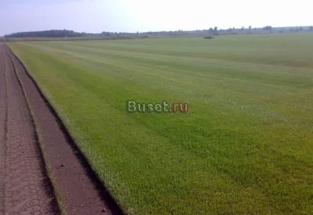Газон рулонный Санкт-Петербург