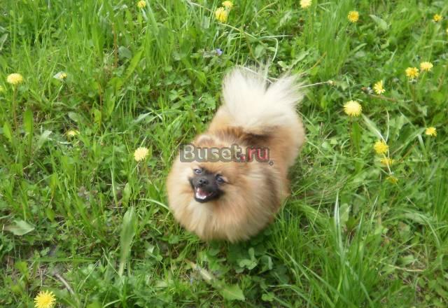 Ищу кобеля на вязку Нижневартовск